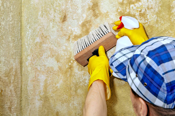 Best Black Mold Removal  in Martins Ferry, OH